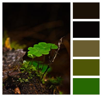 Clover Macro Forest Floor Image